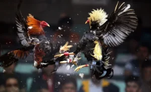 Cách Chơi Đá Gà Sabong Tại New88 Chi Tiết Cho Người Mới 4 Cách Chơi Đá Gà Sabong Tại New88 Chi Tiết Cho Người Mới